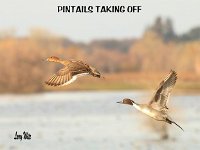 pintails